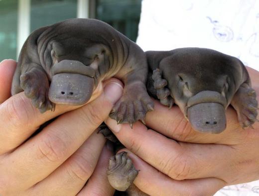 Baby Platypuses
